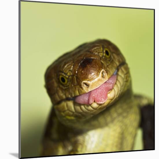 Monkey Tailed Skink-null-Mounted Photographic Print