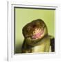 Monkey Tailed Skink-null-Framed Photographic Print