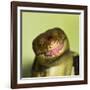 Monkey Tailed Skink-null-Framed Photographic Print