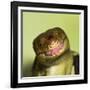 Monkey Tailed Skink-null-Framed Photographic Print