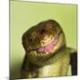 Monkey Tailed Skink-null-Mounted Photographic Print