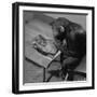 Monkey Takes a Shine-null-Framed Photographic Print