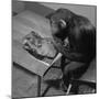 Monkey Takes a Shine-null-Mounted Photographic Print