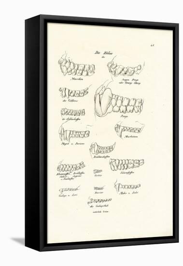 Monkey Teeth, 1824-Karl Joseph Brodtmann-Framed Stretched Canvas