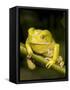 Monkey Tree Frog on Branch-Joe McDonald-Framed Stretched Canvas