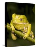 Monkey Tree Frog on Branch-Joe McDonald-Stretched Canvas