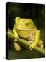 Monkey Tree Frog on Branch-Joe McDonald-Stretched Canvas