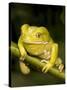 Monkey Tree Frog on Branch-Joe McDonald-Stretched Canvas