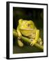 Monkey Tree Frog on Branch-Joe McDonald-Framed Photographic Print