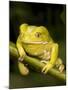 Monkey Tree Frog on Branch-Joe McDonald-Mounted Photographic Print