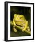 Monkey Tree Frog on Branch-Joe McDonald-Framed Photographic Print