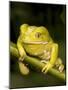 Monkey Tree Frog on Branch-Joe McDonald-Mounted Photographic Print