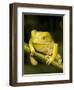 Monkey Tree Frog on Branch-Joe McDonald-Framed Photographic Print