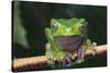 Monkey Tree Frog Perched on a Branch-DLILLC-Stretched Canvas