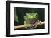 Monkey Tree Frog Perched on a Branch-DLILLC-Framed Photographic Print