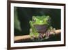 Monkey Tree Frog Perched on a Branch-DLILLC-Framed Photographic Print