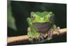 Monkey Tree Frog Perched on a Branch-DLILLC-Mounted Photographic Print