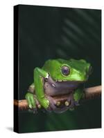 Monkey Tree Frog Perched on Twig-null-Stretched Canvas