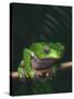 Monkey Tree Frog Perched on Twig-null-Stretched Canvas