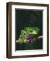 Monkey Tree Frog Perched on Twig-null-Framed Photographic Print