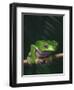 Monkey Tree Frog Perched on Twig-null-Framed Photographic Print