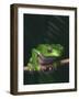 Monkey Tree Frog Perched on Twig-null-Framed Photographic Print