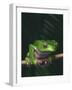 Monkey Tree Frog Perched on Twig-null-Framed Photographic Print