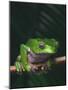 Monkey Tree Frog Perched on Twig-null-Mounted Photographic Print
