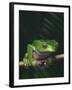 Monkey Tree Frog Perched on Twig-null-Framed Photographic Print