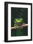 Monkey Tree Frog Perched on Twig-DLILLC-Framed Photographic Print