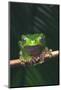 Monkey Tree Frog Perched on Twig-DLILLC-Mounted Photographic Print