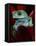 Monkey Tree Frog-David Northcott-Framed Stretched Canvas