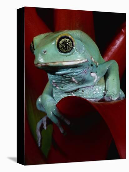 Monkey Tree Frog-David Northcott-Stretched Canvas