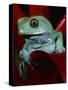 Monkey Tree Frog-David Northcott-Stretched Canvas