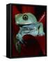 Monkey Tree Frog-David Northcott-Framed Stretched Canvas