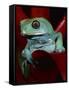 Monkey Tree Frog-David Northcott-Framed Stretched Canvas