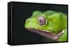 Monkey Tree Frog-DLILLC-Framed Stretched Canvas