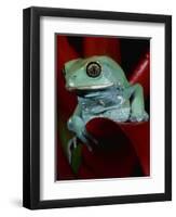 Monkey Tree Frog-David Northcott-Framed Photographic Print