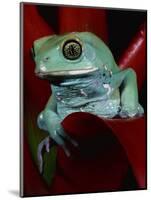 Monkey Tree Frog-David Northcott-Mounted Photographic Print