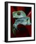 Monkey Tree Frog-David Northcott-Framed Photographic Print