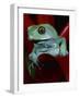 Monkey Tree Frog-David Northcott-Framed Photographic Print