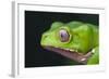 Monkey Tree Frog-DLILLC-Framed Photographic Print