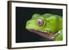 Monkey Tree Frog-DLILLC-Framed Photographic Print