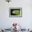 Monkey Tree Frog-DLILLC-Framed Photographic Print displayed on a wall