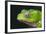 Monkey Tree Frog-DLILLC-Framed Photographic Print