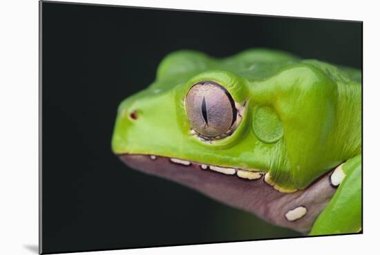 Monkey Tree Frog-DLILLC-Mounted Photographic Print