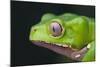 Monkey Tree Frog-DLILLC-Mounted Photographic Print