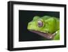 Monkey Tree Frog-DLILLC-Framed Photographic Print