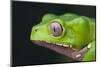 Monkey Tree Frog-DLILLC-Mounted Photographic Print