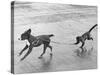 Monkey Walking Dog-null-Stretched Canvas